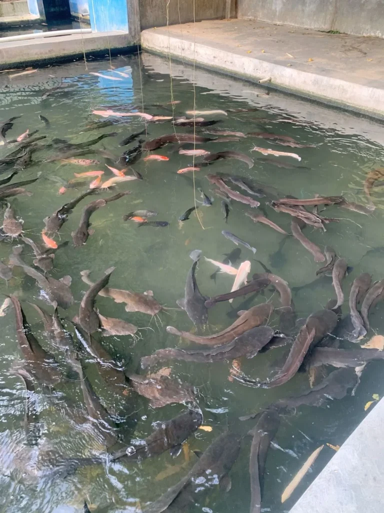 Fish Pond