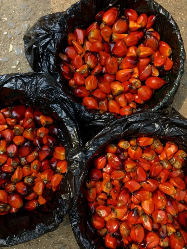 Palm Kernels
