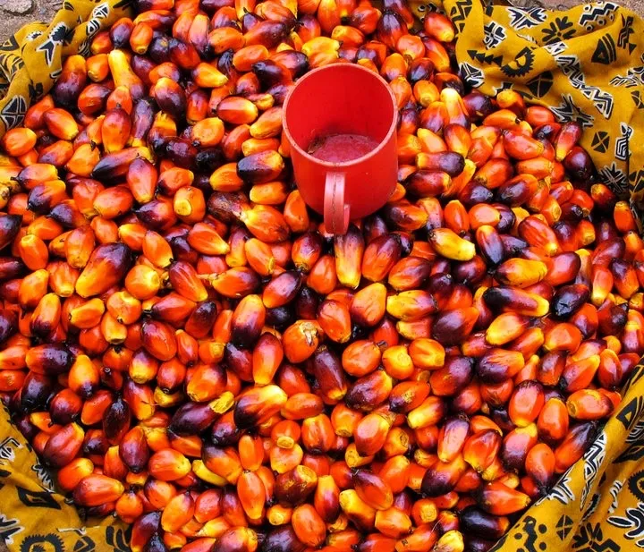 Palm Kernels