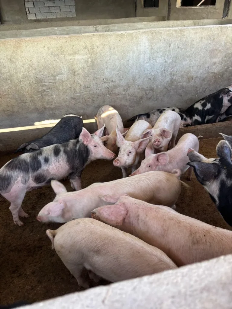 UPS Pig Sty